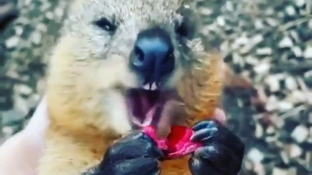 World Wild Life Fund Crazy Animals