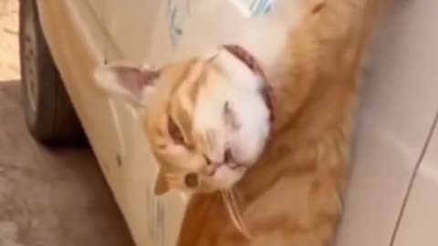 Strangled cat asking for help