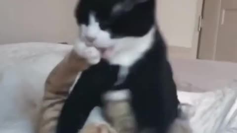 Funny Cat 😺😂 video