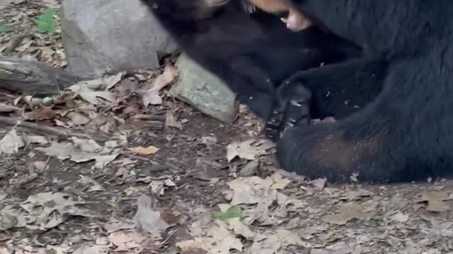 Small Bear Cub Leaves Mother to Play with Videographer