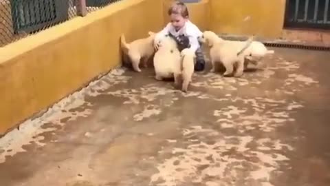 A small child with a group of small dogs