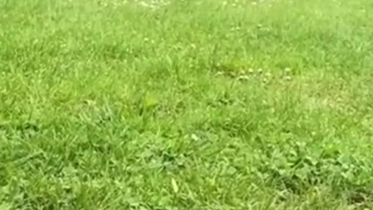 Funniest Animals 2022 🤣 - Funny Dogs And Cats Videos 🐶😺