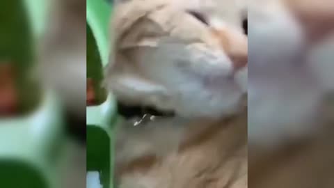 FUNNY_ANIMAL_VIDEOS_4🤣🤣🤣