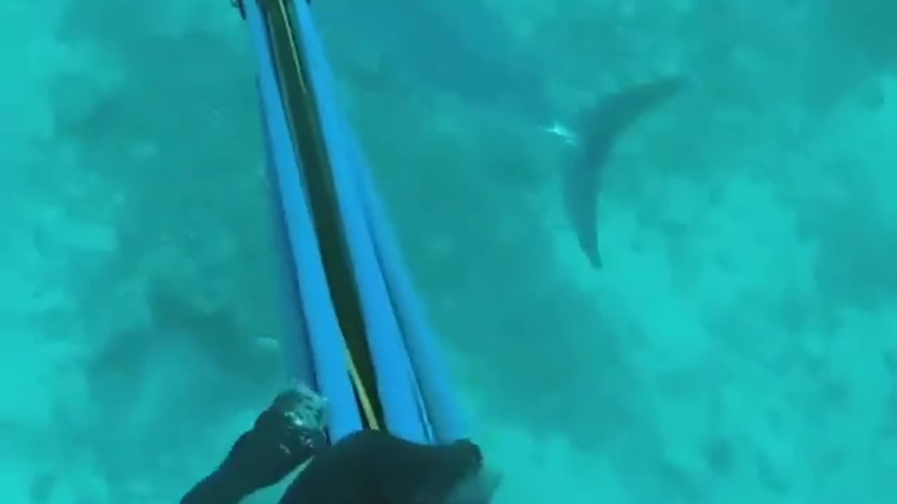 "Unleashing the Fury: Spearfishing Tactics to Conquer Dogtooth Tuna with Barracuda Ambush"