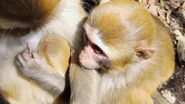 Poor monkey #🥰🥰 #🐒🐒🐒 #monkey