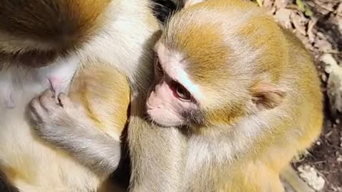 Poor monkey #🥰🥰 #🐒🐒🐒 #monkey