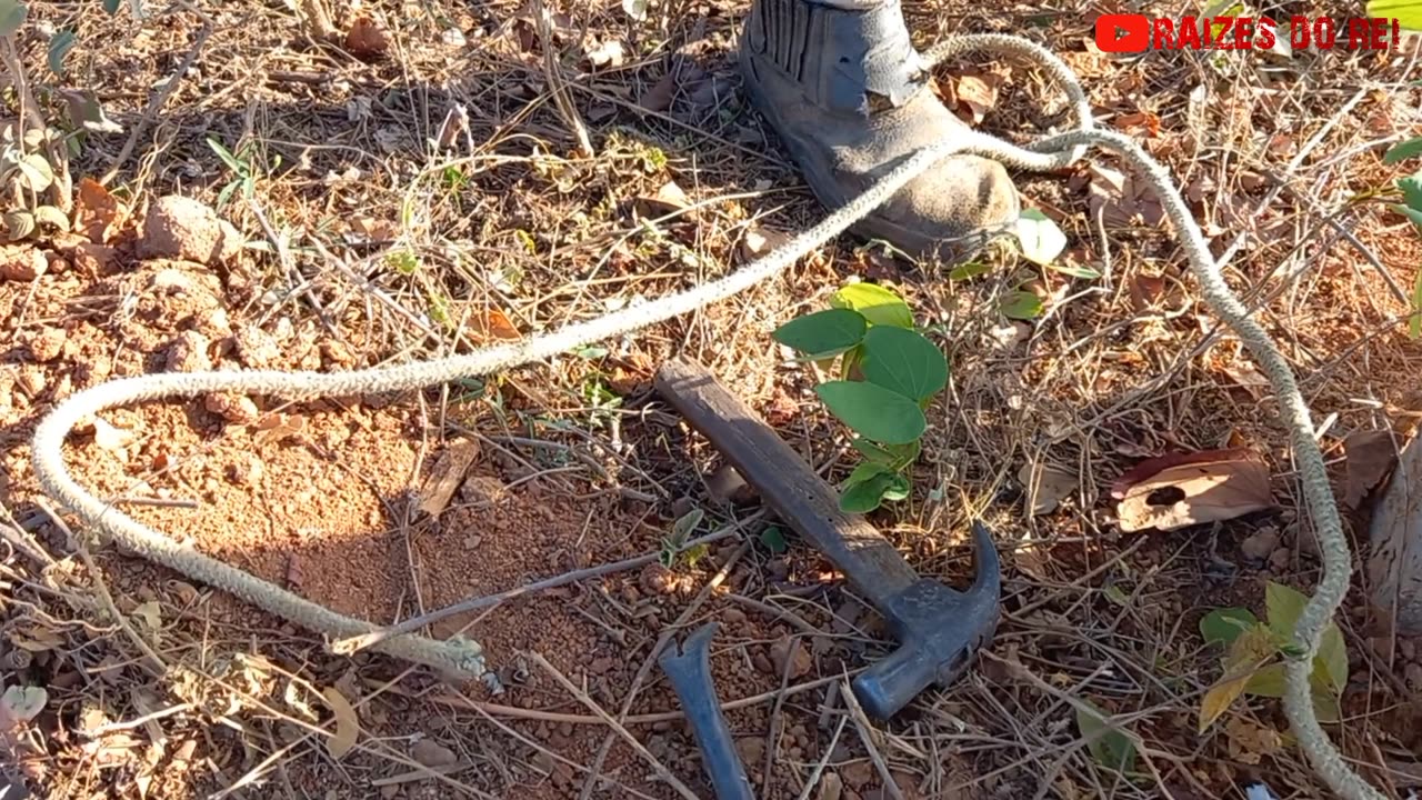 FAZENDO CERCA DE ARAME FARPADO COM UMA CORDA E O PÉ DE CABRA | RAIZES DO REI