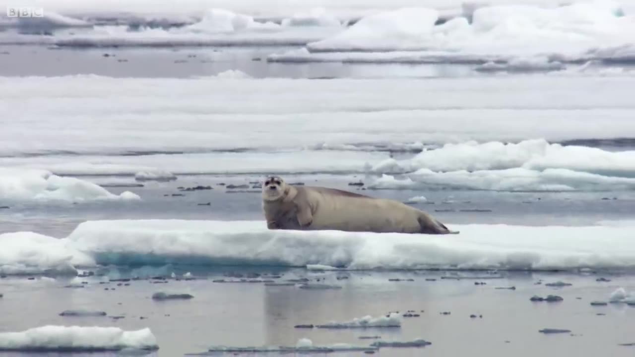 Hungry ..polar bear.. ambushes seal... the Hunt