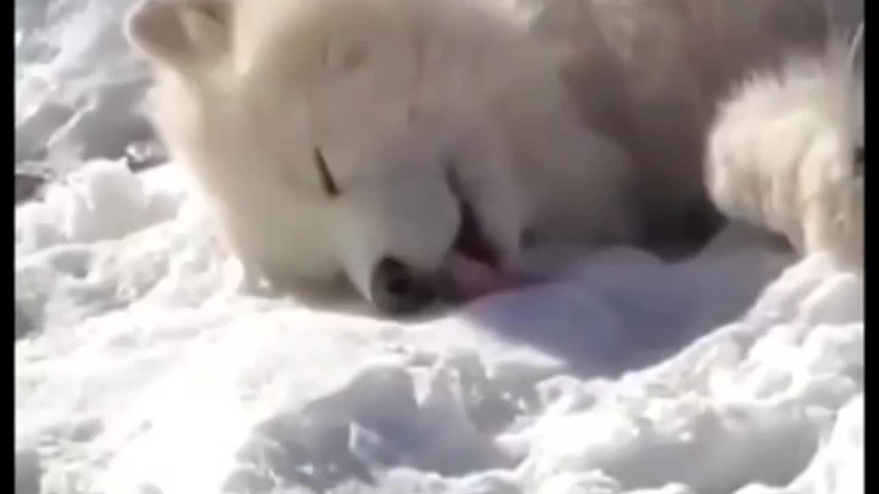 MOST FUNNIEST ANIMALS,🤣DON NOT LAUGH CHALLENGE 🤐