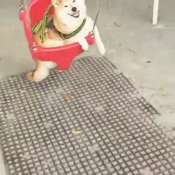 Perro sonriente disfruta tranquilo de andar en hamaca