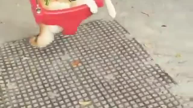 Perro sonriente disfruta tranquilo de andar en hamaca