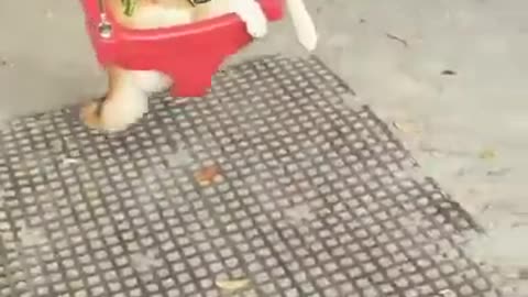 Perro sonriente disfruta tranquilo de andar en hamaca