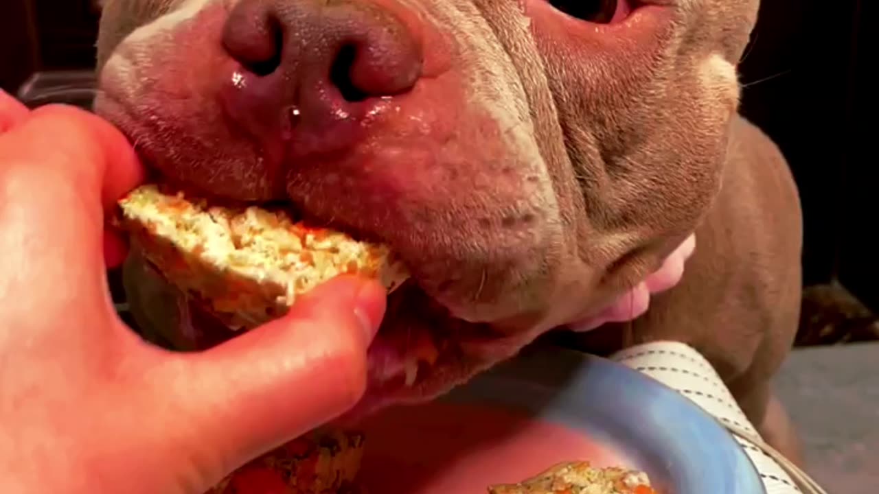 See how this dog is eating๐ค๐ค๐๐