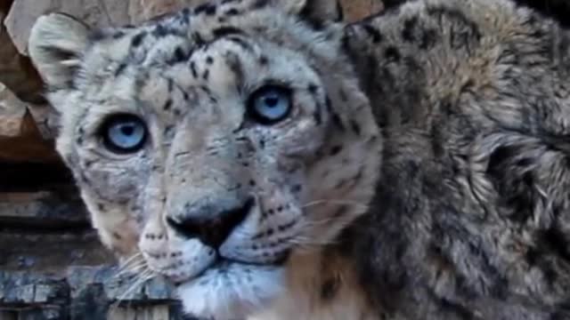 First-person experience and seeing snow leopards