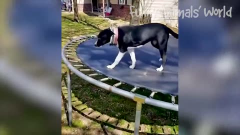 Funny Dogs And Cats Videos 2022 😅👌 - Best Animal Videos Of The Month 😁