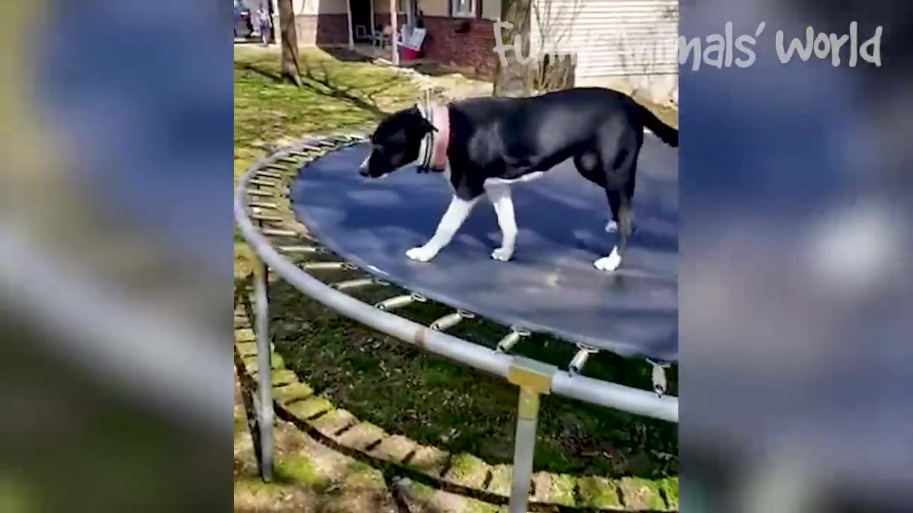 Funny Dogs And Cats Videos 2022 😅👌 - Best Animal Videos Of The Month 😁
