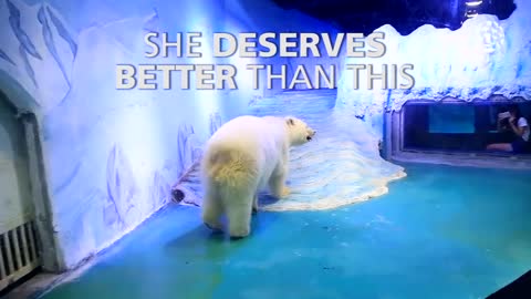 World's saddest polar bear lives in Chinese mall