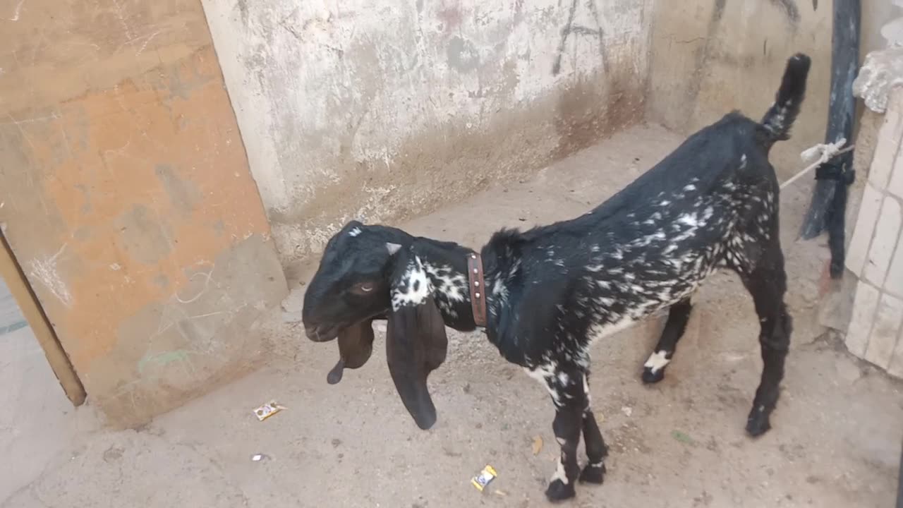 Baby goat and baby