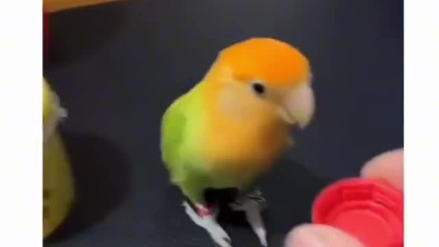 Little bird