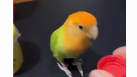 Little bird