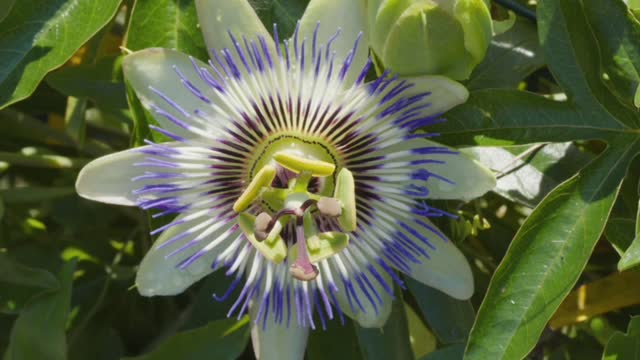 Bunga mekar di timelapse | Blooming flowers timelapse