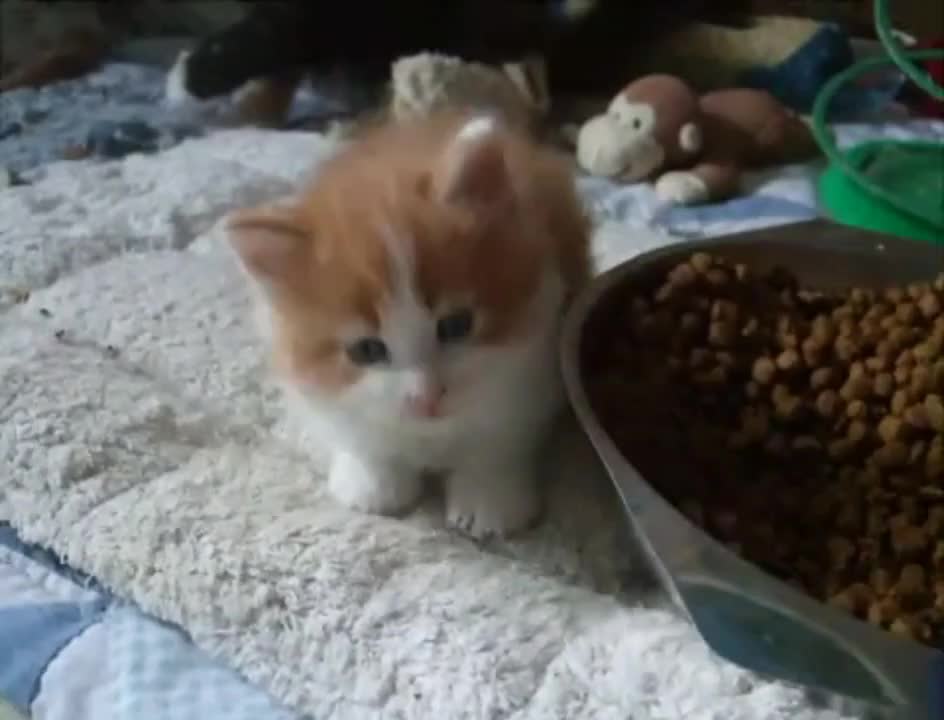 Cute main coon kitten