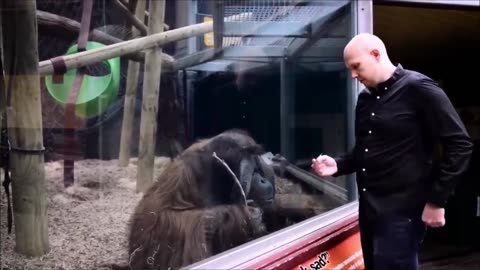 Monkeys react to magic # funny animals 🤣🙈