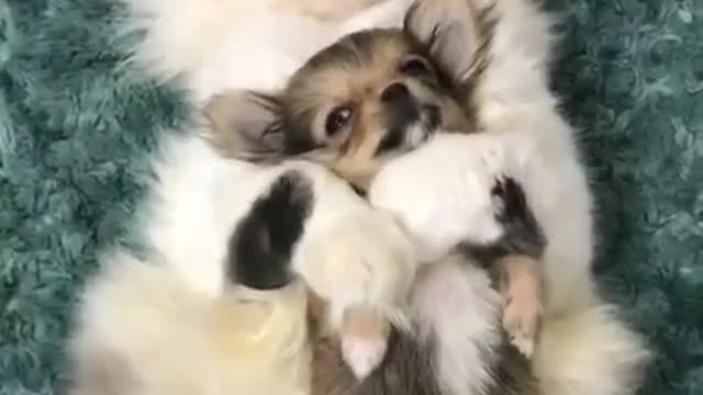 The chihuahua is in the cat's arms