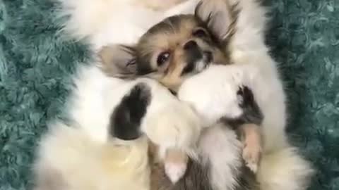 The chihuahua is in the cat's arms