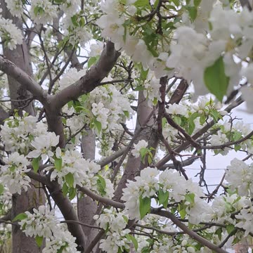 Crab apple tree flowers! Such a pleasant aroma! :)