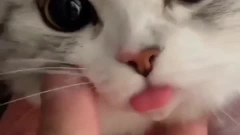 Cute cat