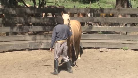 Cómo Entablar una Tropilla