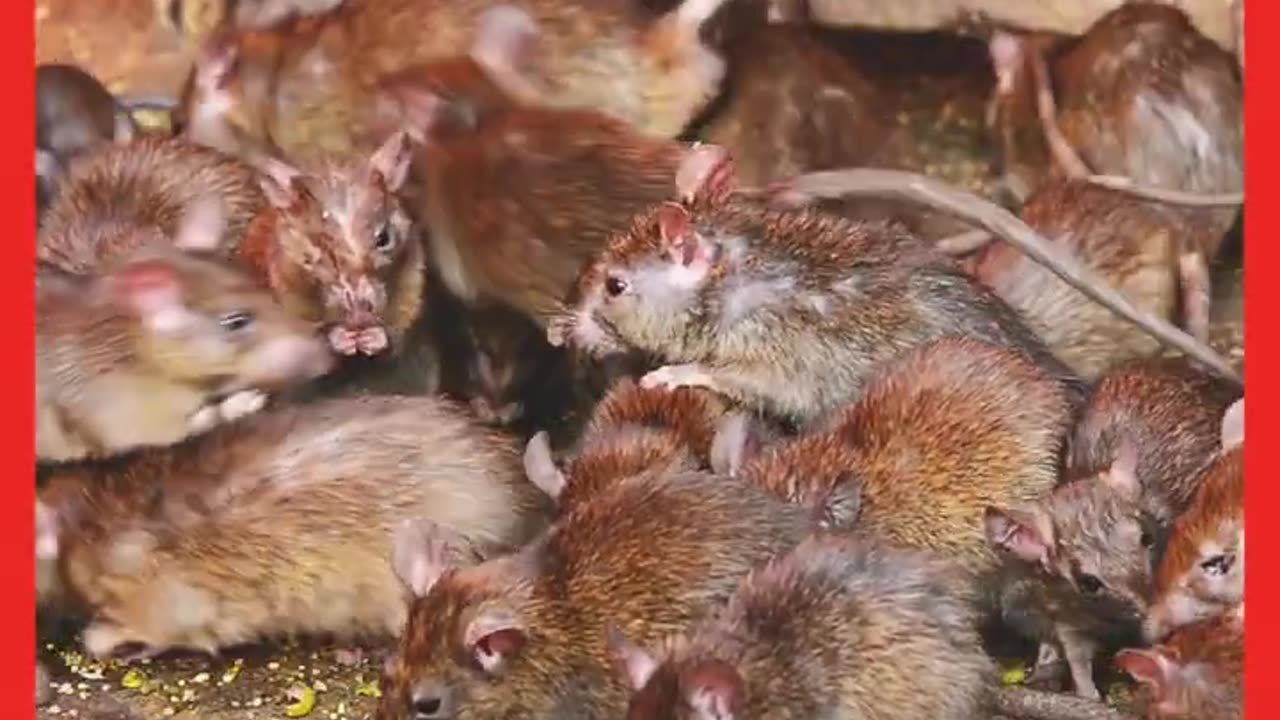Zoonosis -what is a Zoonotic disease