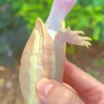 NATURE 🌟 🌟 Tortoise SKIN polish