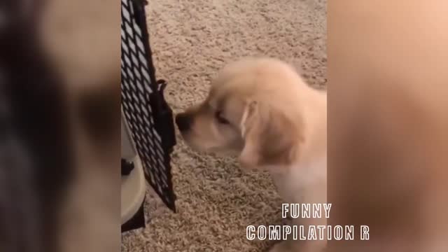 🐱 Funny Animals And Cute Pets Compilation 2021 🐶 Funny Animals World