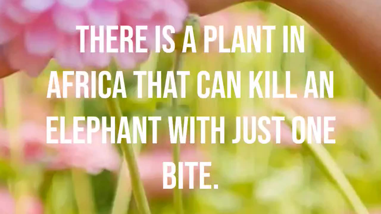 Africa's Deadly Plant