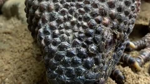 Why did you jump it’s only a educational beaded lizard video showing you how fast he can strike