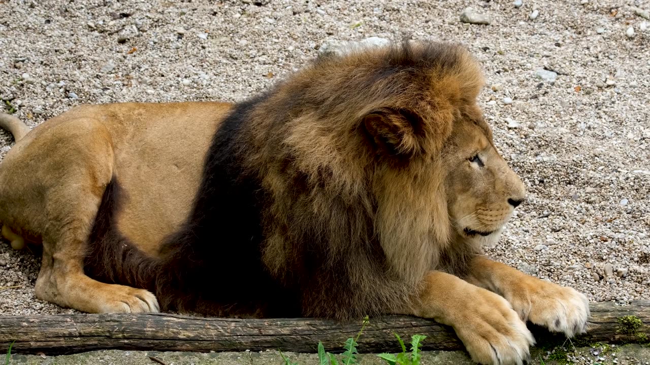 Lion sitting alone