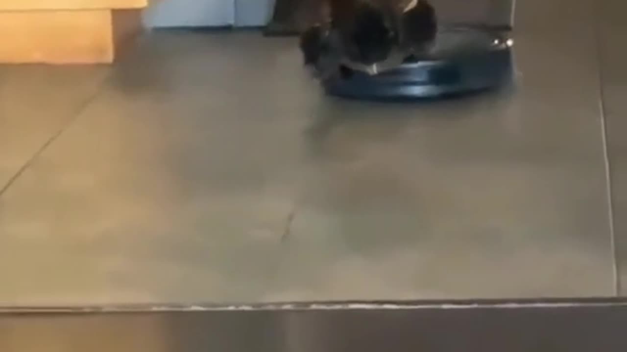 A cat
