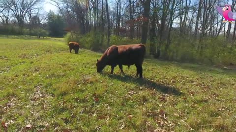 cows mooing and grazing