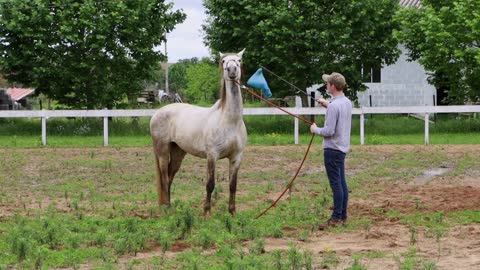 Please Do This With Your Horses! How I Desensitize A Horse To A Plastic Bag (3 Steps)