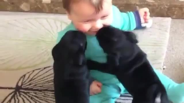 Two puppies and a little boy having a good time