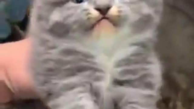 He is mad!! - Cute Angry Kitten