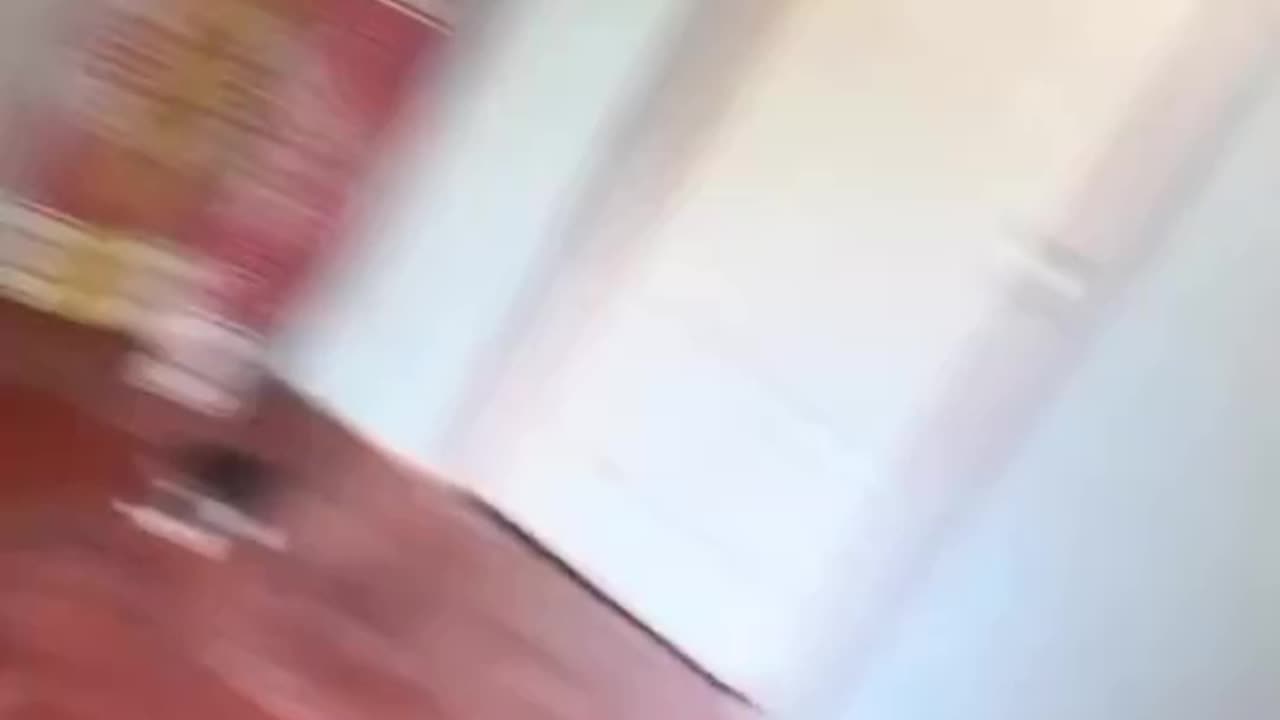 Cats funny videos
