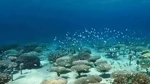 CORAL FARM IN OKINAWA JAPAN