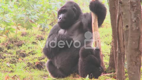 Mountain gorillas get high after eating the sap off eucalyptus trees in Rwanda 5