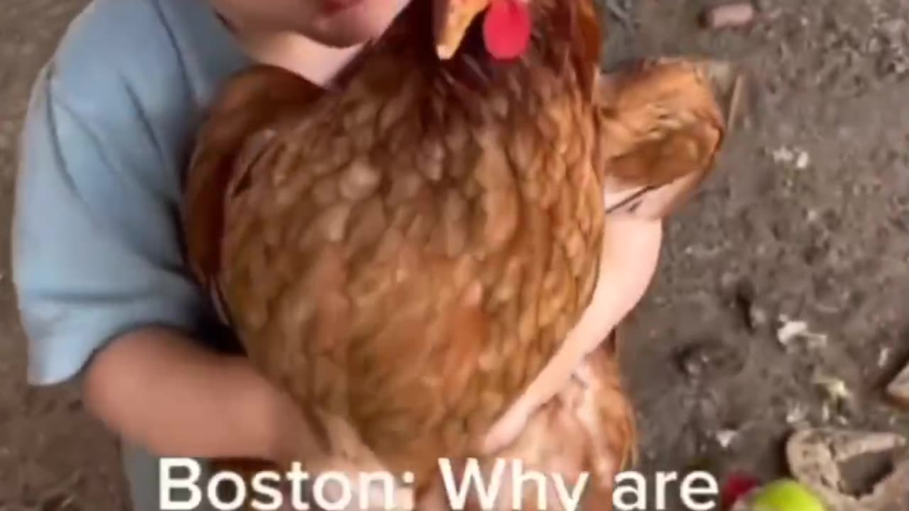 Why did Chicken crossed the road.