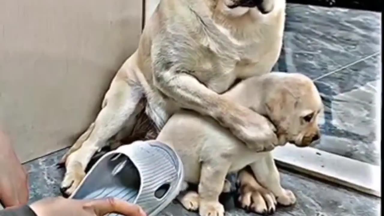 Don't hurt animals | dogs #sad #dogs #viral #subscribe #like #trending #the #fyp #youtubeshorts