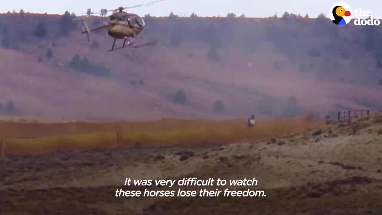 Woman Spends Over A Year Trying To Find Wild Horse And All Of His Mares And Babies | The Dodo