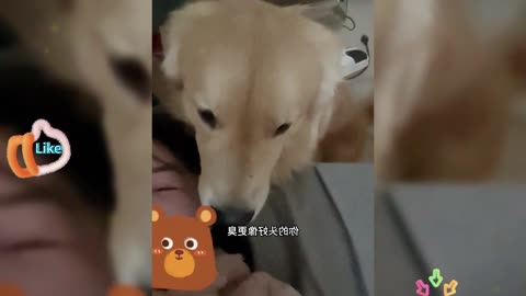 Directly attack the owner with the head